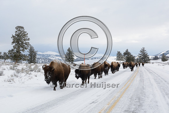 Bison (Bison bison) on the road, Wyoming, USA