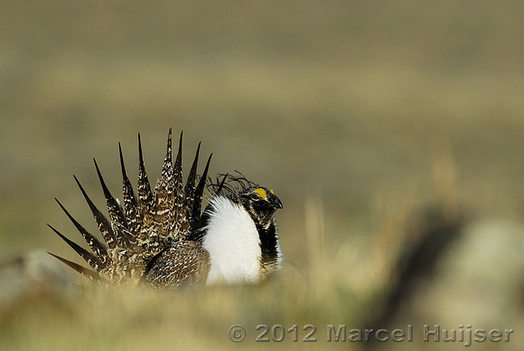 Male sage grouse (Centrocercus urophasianus) in a lek and displaying, near Bannack, Montana, USA