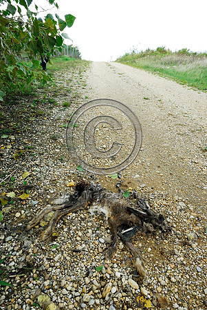 Dead European hare (Lepus europaeus) in low volume road on top of multifunctional overpass (wildlife and farm road, about 100 m wide), across A4 motorway, Parndorf, Austria