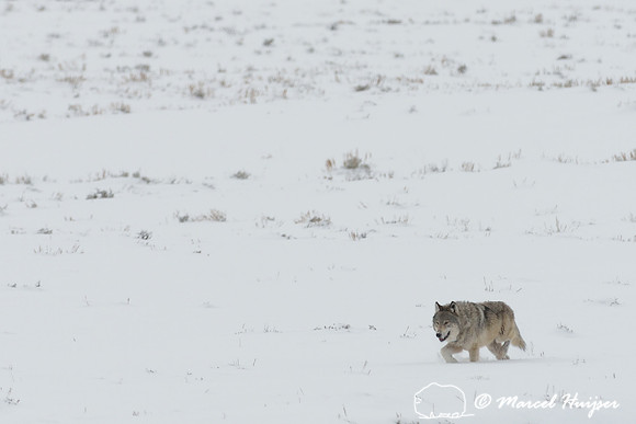 Wolf (Canis lupus), Wyoming, USA