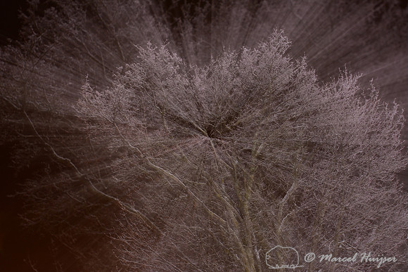 Trees covered in ice (ice fog) at night, Ringebu, Norway