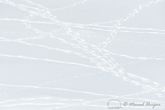 Bison (Bison bison) tracks in the snow, Wyoming, USA