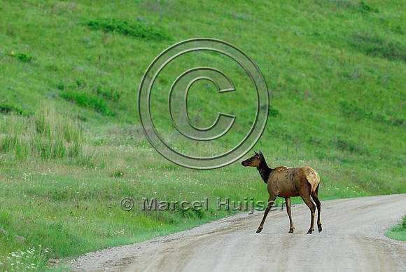 Elk (Cervus canadensis) crossing dirt road