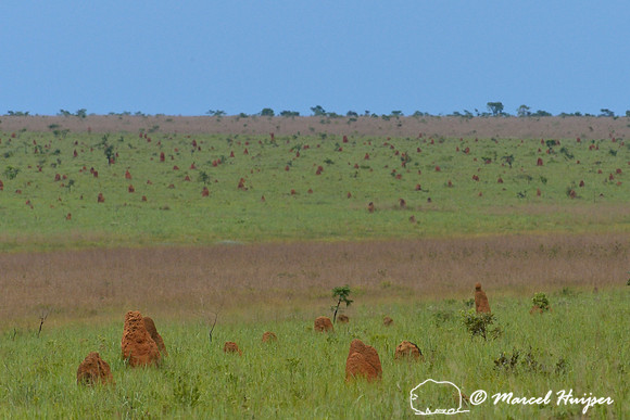 Termite mounds in the cerrado (Brazilian tropical savanna), Parque Nacional das Emas, Goiás, Brazil