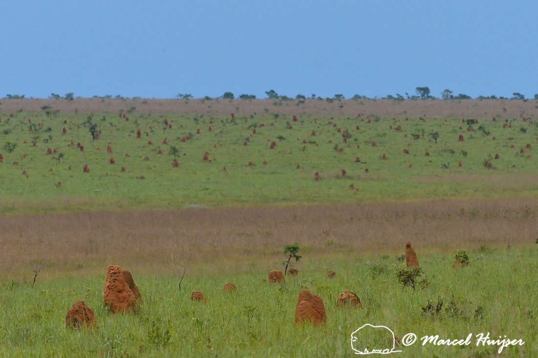 Termite mounds in the cerrado (Brazilian tropical savanna), Parque Nacional das Emas, Goiás, Brazil
