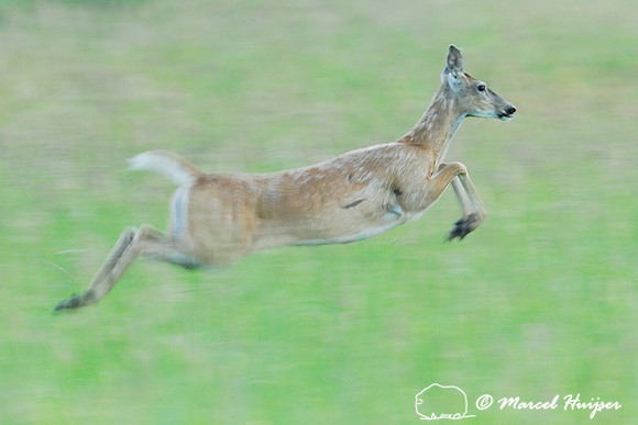 White-tailed deer (Odocoileus virginianus) running, Idaho, USA