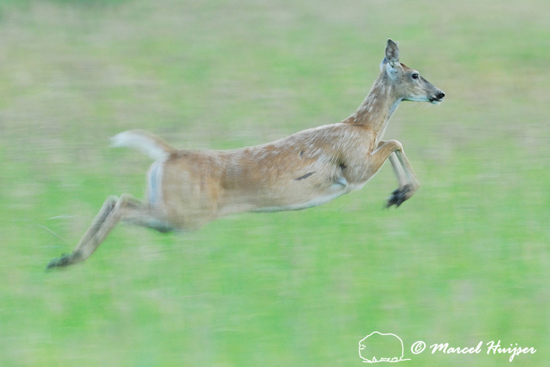 Wildlife: running white-tailed deer (Odocoileus virginianus), Idaho, USA