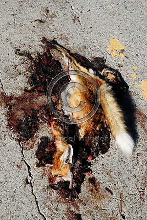 Red fox (Vulpes vulpes) roadkill, MT