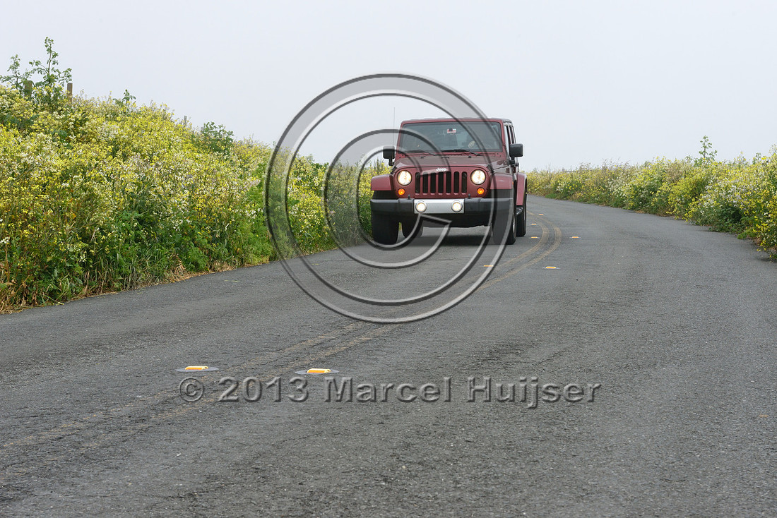Roadside wildflowers, Point Reyes National Seashore, California, USA