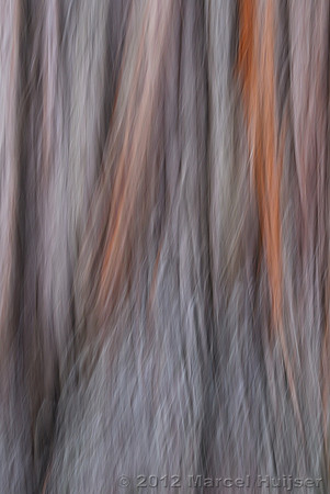 Western red cedar (Thuja plicata) bark, Devoto Memorial Cedar Grove, Idaho, USA.