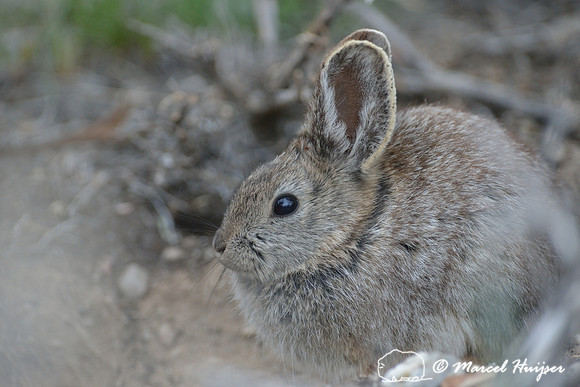 California Pygmy Rabbit North American Pygmy Rabbit , WDFW continues pygmy rabbit management – CEMG